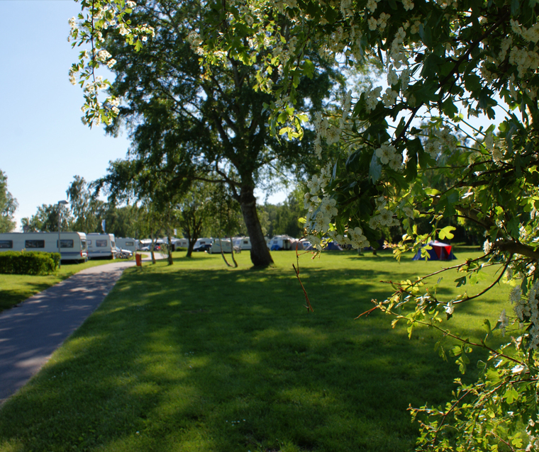 Das OstseeCamp Dierhagen in voller Blüte