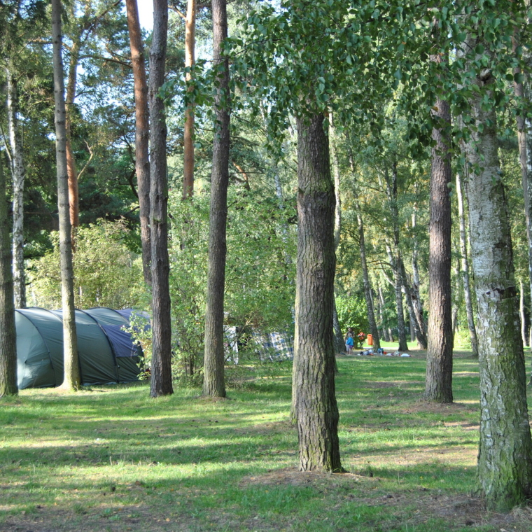 Standplätze für Zelte im Wald