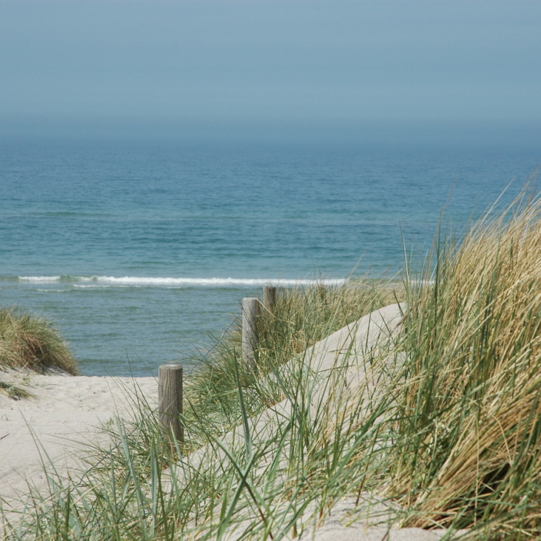 Strandhafer