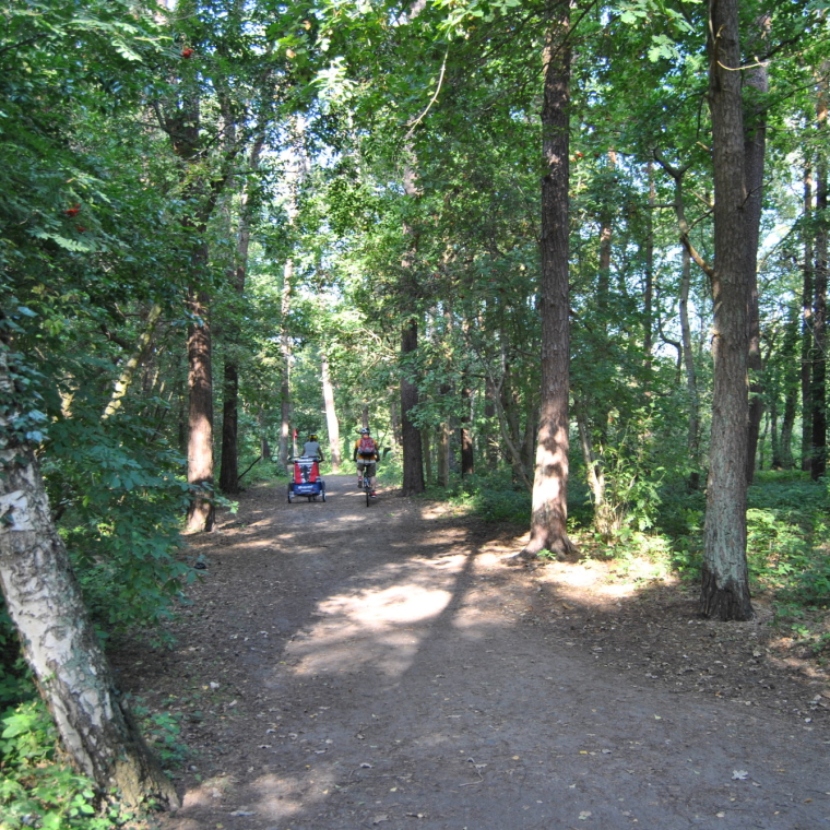 Durch den Wald zum Ostseestrand